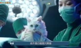 黑猫迷情在线观看,探寻神秘魅力的奇幻之旅